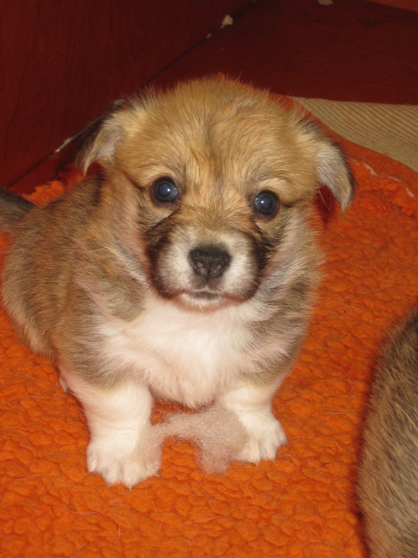 Puppies